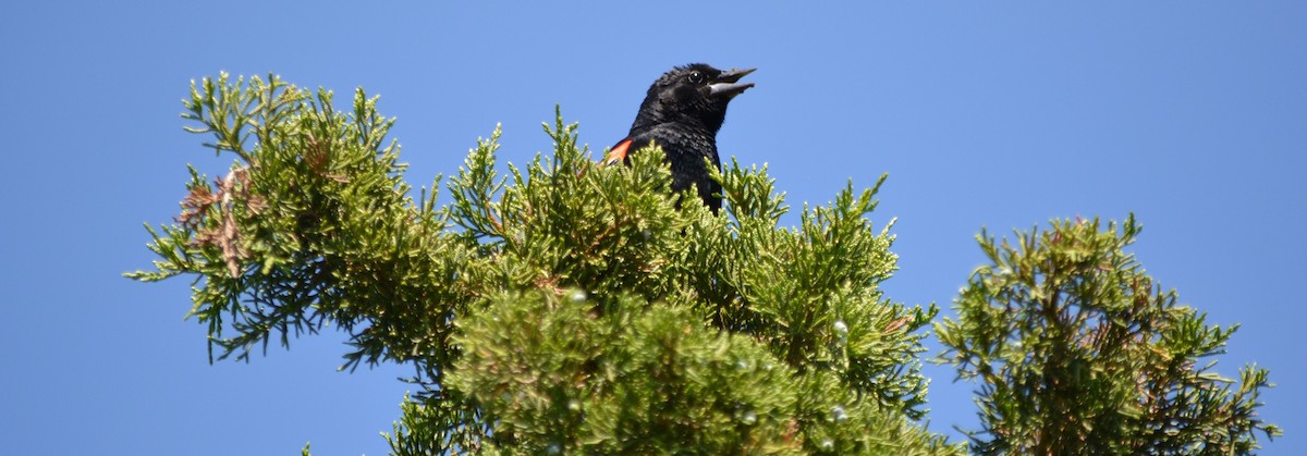 Red-winged Blackbird - Micky Komara