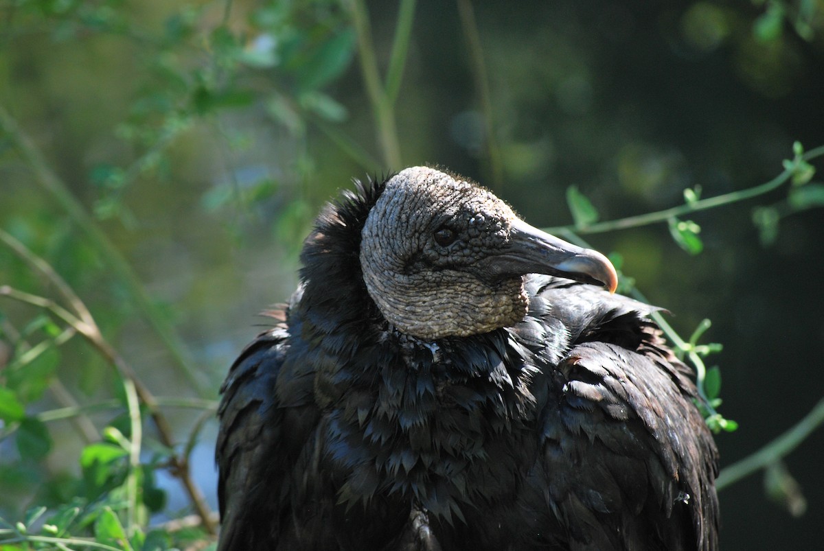 Black Vulture - ML106941341