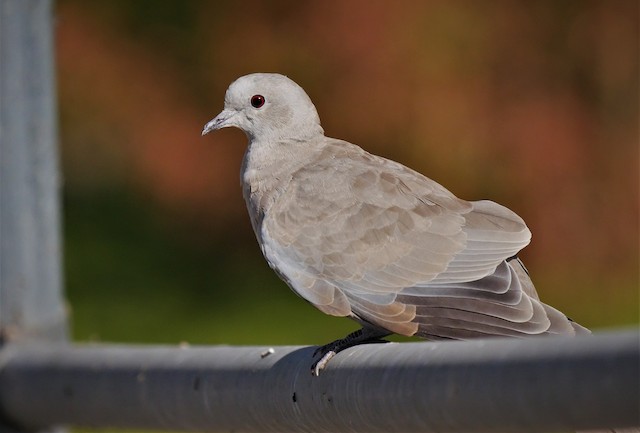 Eurasian Collared-Dove undergoing Preformative Molt - Eurasian Collared-Dove - 