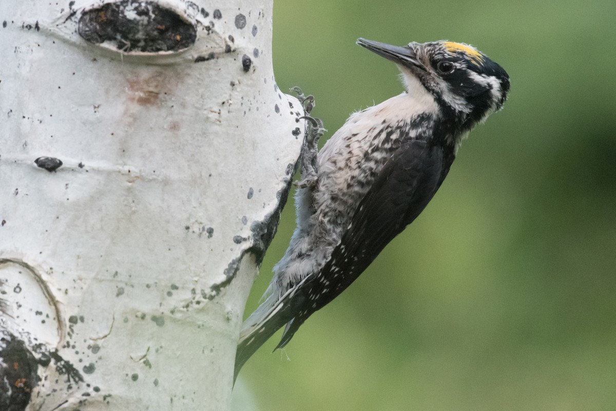 American Three-toed Woodpecker - Paul Gardner