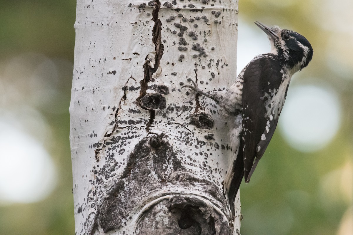 American Three-toed Woodpecker - Paul Gardner
