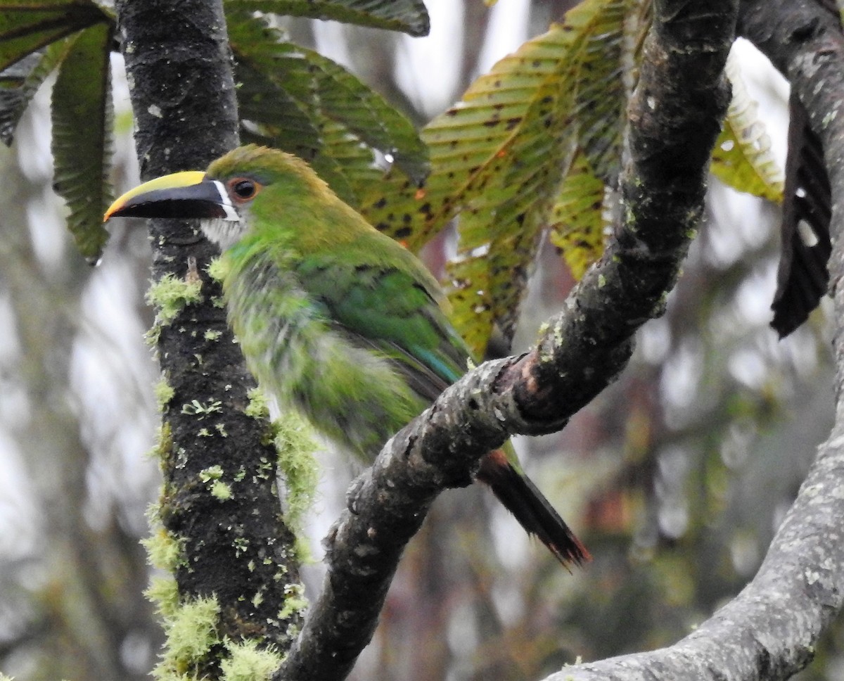 Southern Emerald-Toucanet - vicky meissner