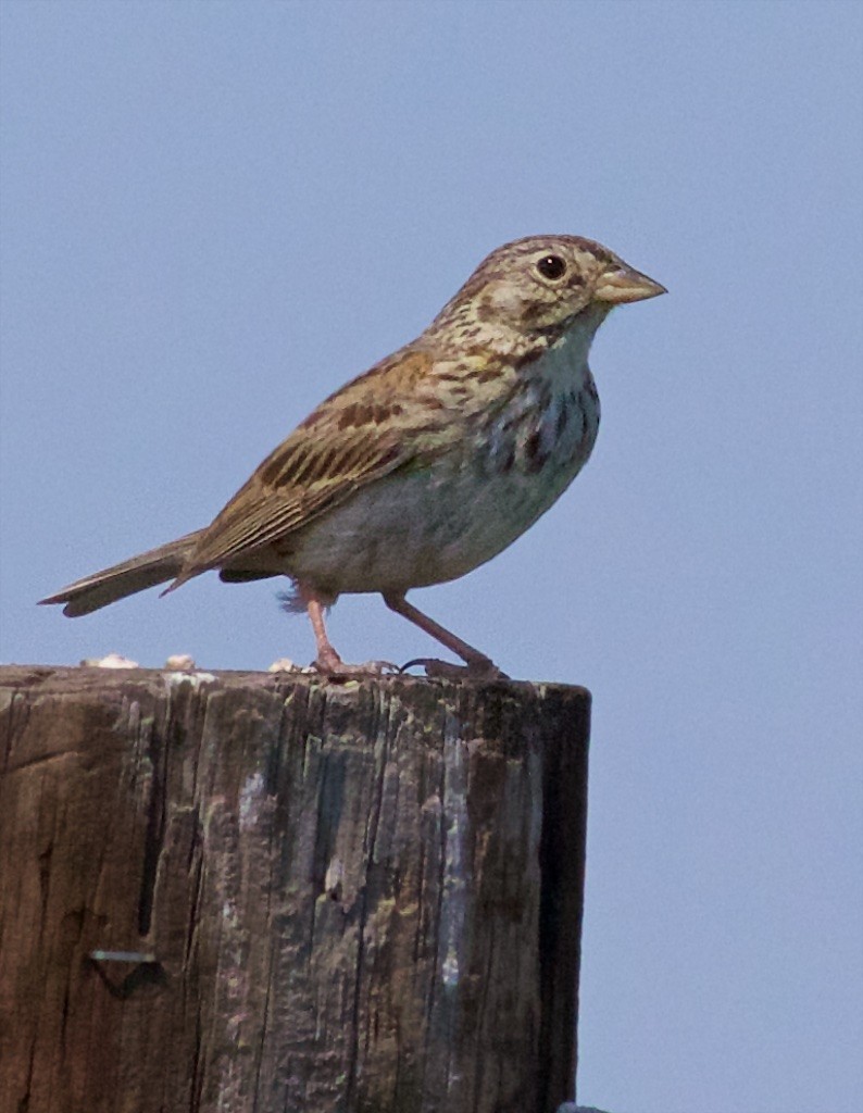 Vesper Sparrow - Ed Harper