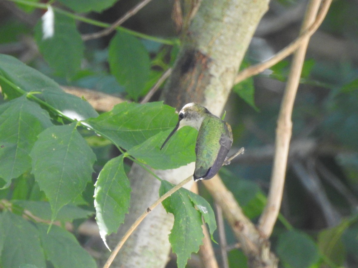 Ruby-throated Hummingbird - Heath Harlan