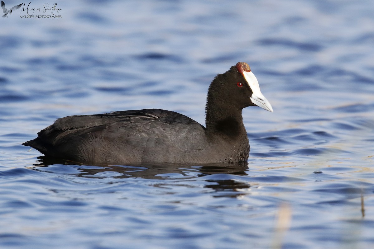 Red-knobbed Coot - Marcos Sevillano