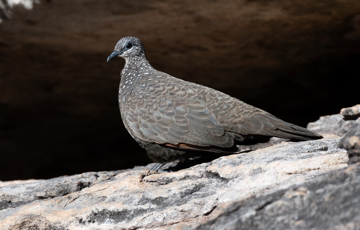 Chestnut-quilled Rock-Pigeon - ML106950821