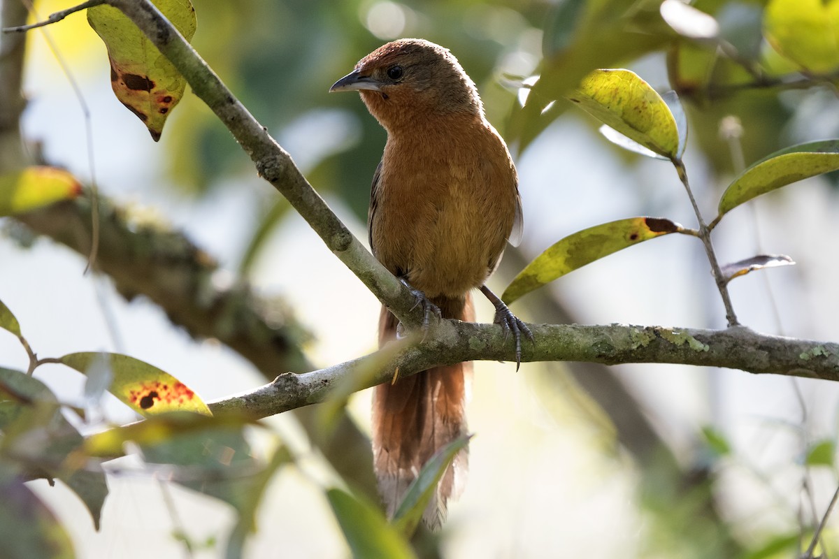 Orange-breasted Thornbird - ML106950871