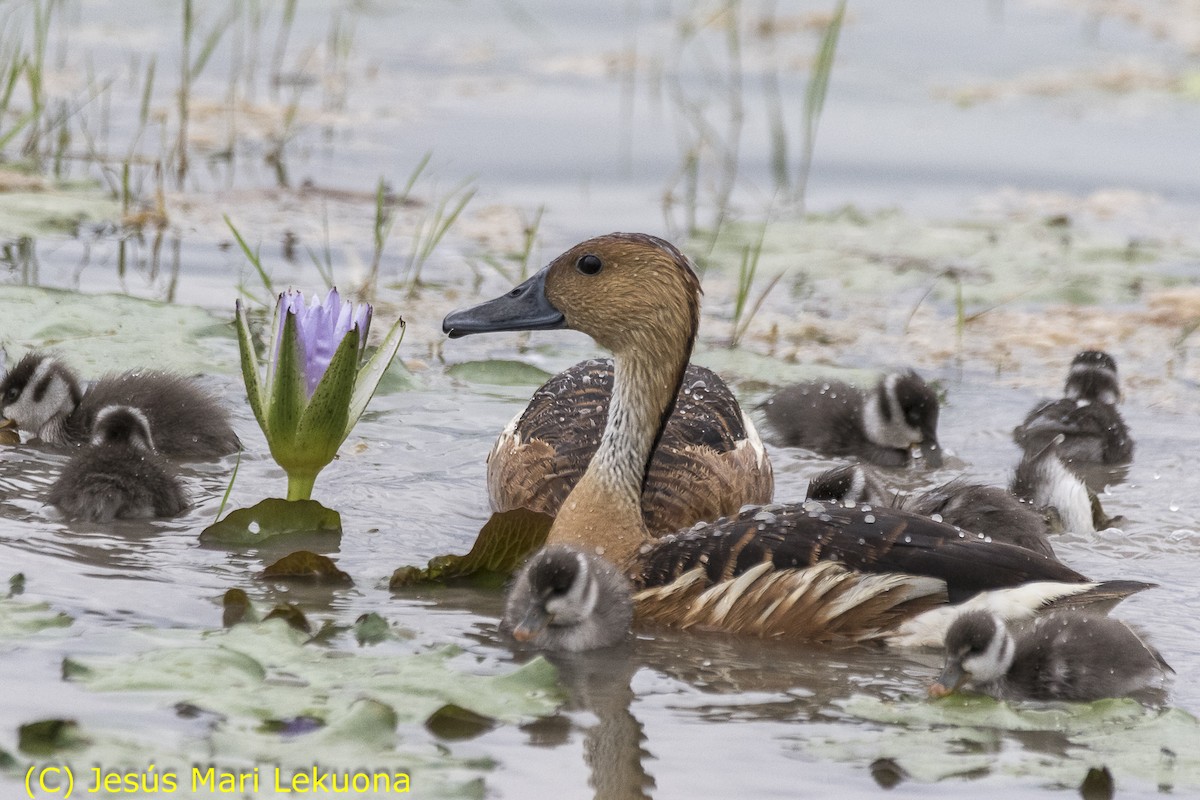 Fulvous Whistling-Duck - ML106957441