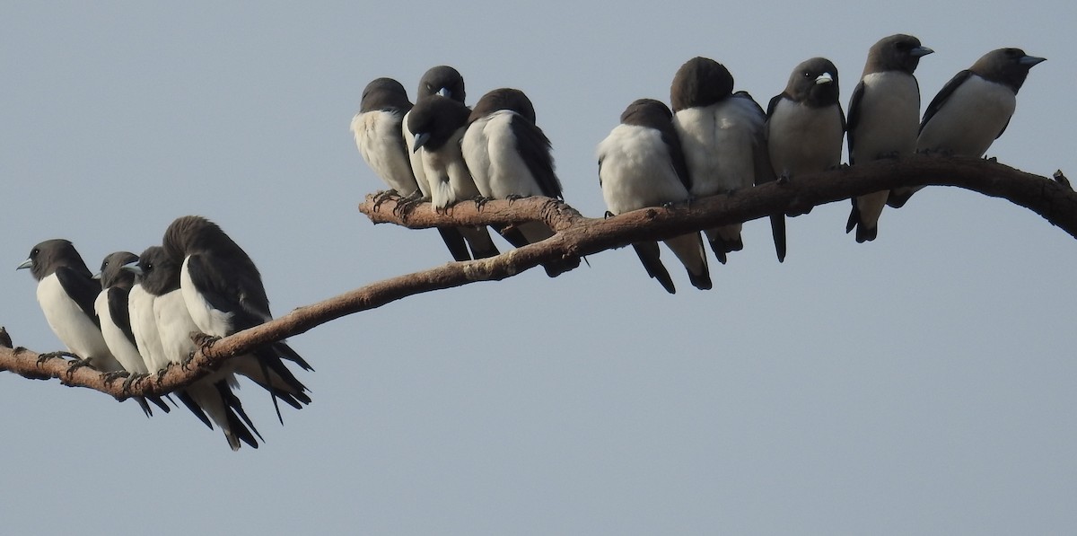 White-breasted Woodswallow - ML106957991