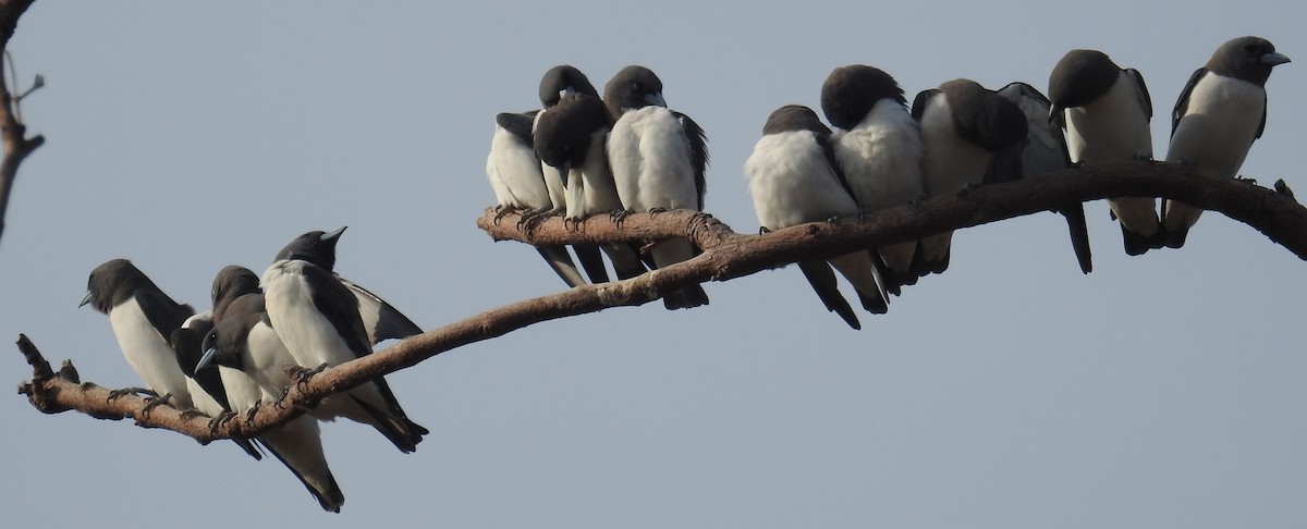 White-breasted Woodswallow - ML106958011