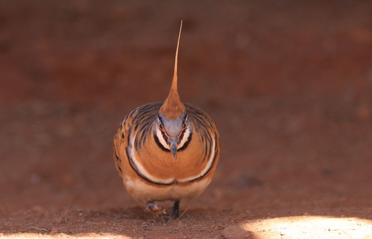 Spinifex Pigeon - ML106964631