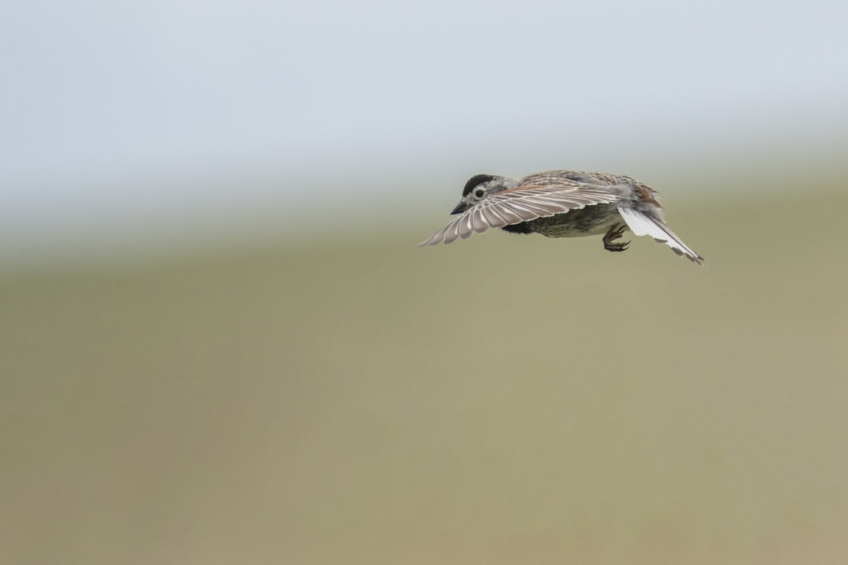 Thick-billed Longspur - ML106966151