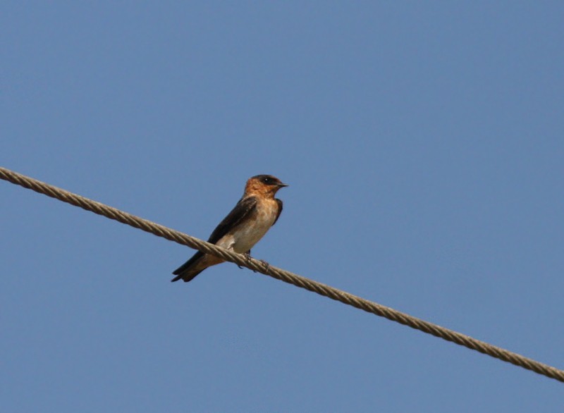 Cave Swallow - ML106966991