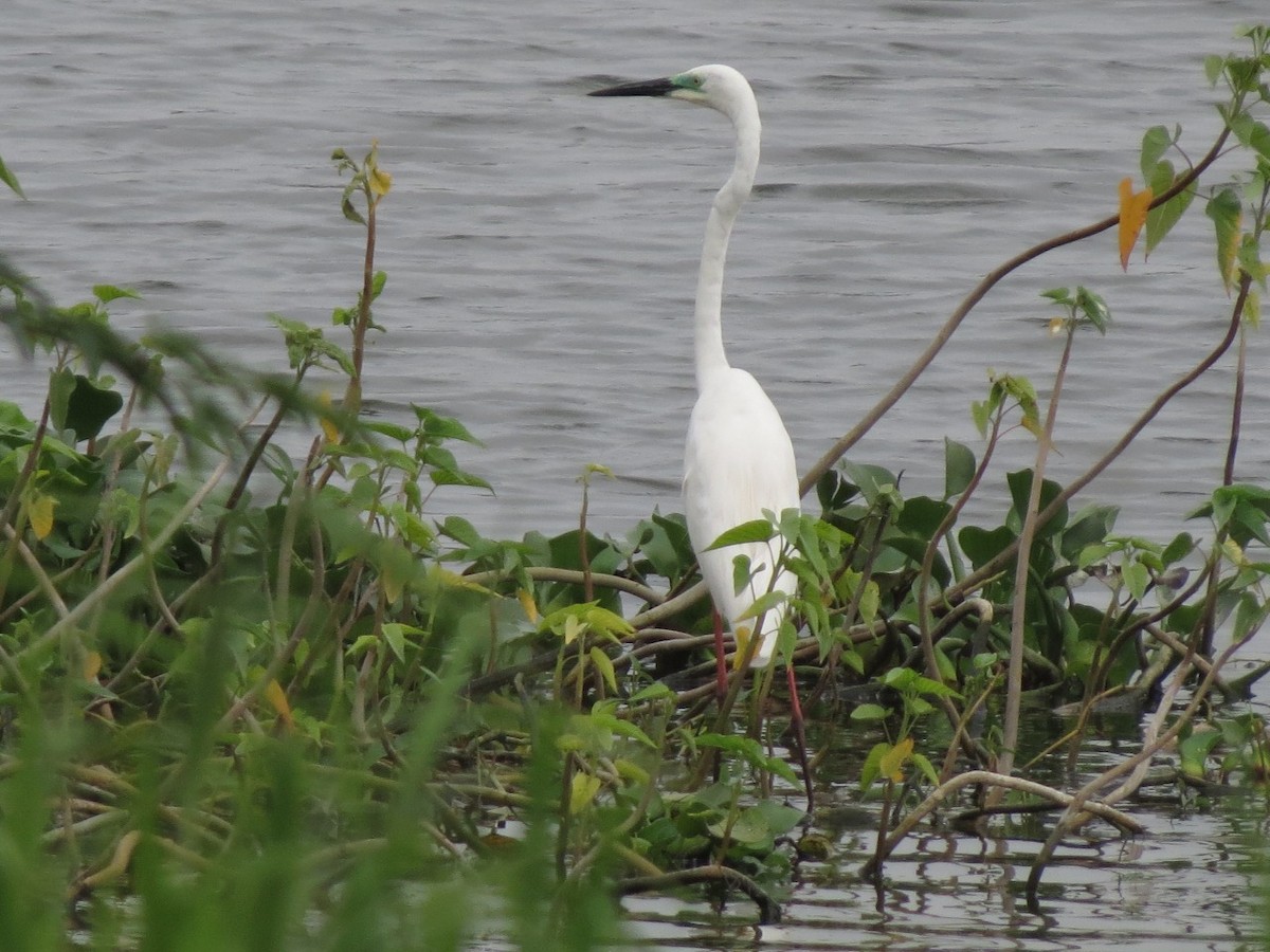 Great Egret - Coimbatore Nature Society