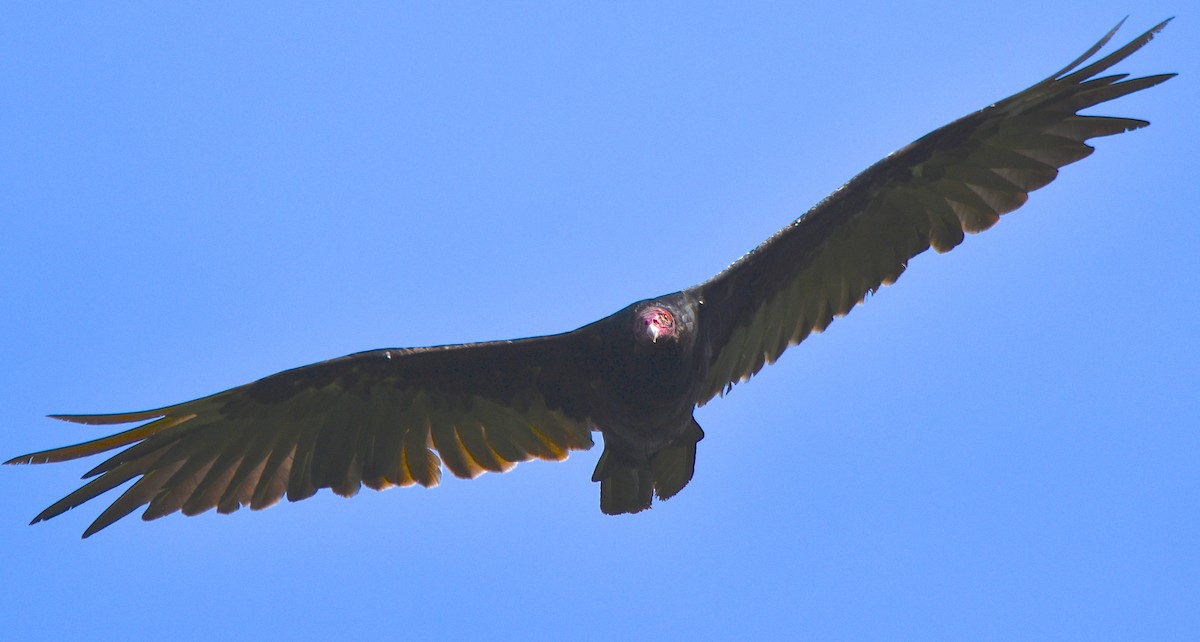 Turkey Vulture - Benoit Goyette