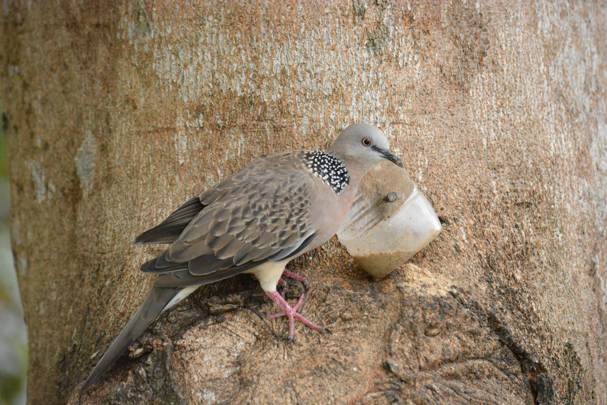 eBird Checklist 4 Jul 2018 KuchingReservoir Park 26 species (+1
