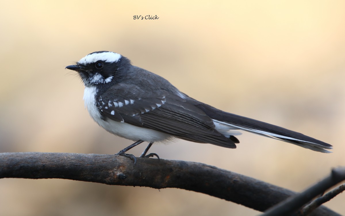 White-browed Fantail - ML106975891