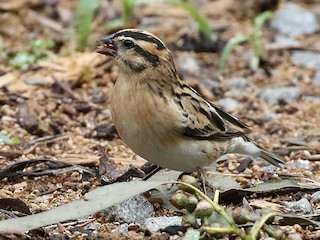 Femelle/mâle non nicheur - Charley Hesse TROPICAL BIRDING - ML106978161