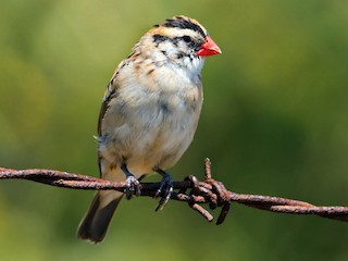 Female/nonbreeding male - Albert Linkowski - ML106978201