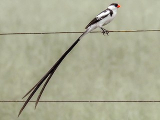  - Pin-tailed Whydah