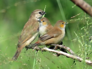 Immature (avec Orange-cheeked Waxbill) - Michael Willison - ML106978241