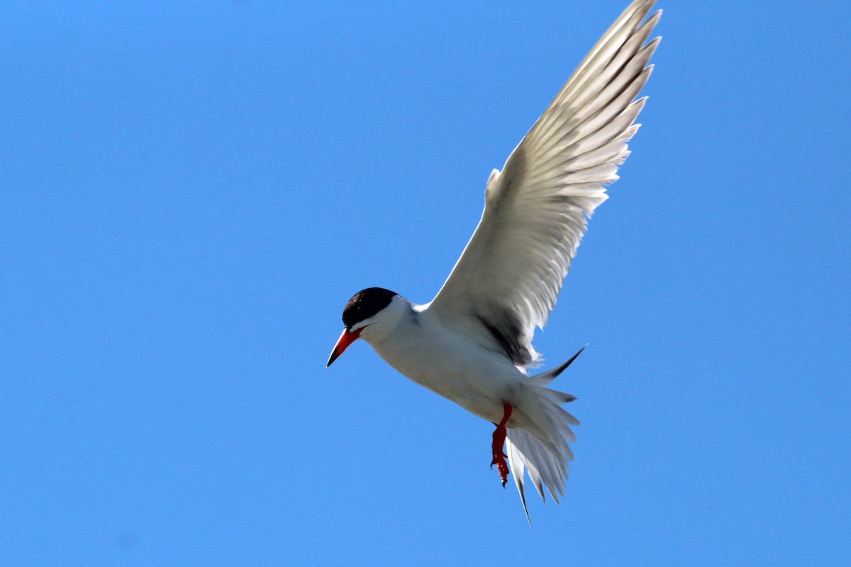 Common Tern - ML106979261