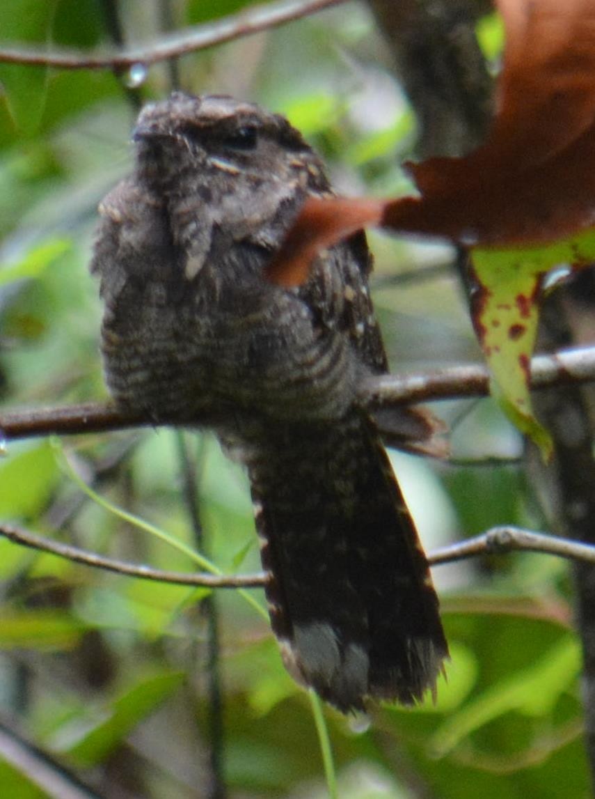 Large-tailed Nightjar - Ashish Jha