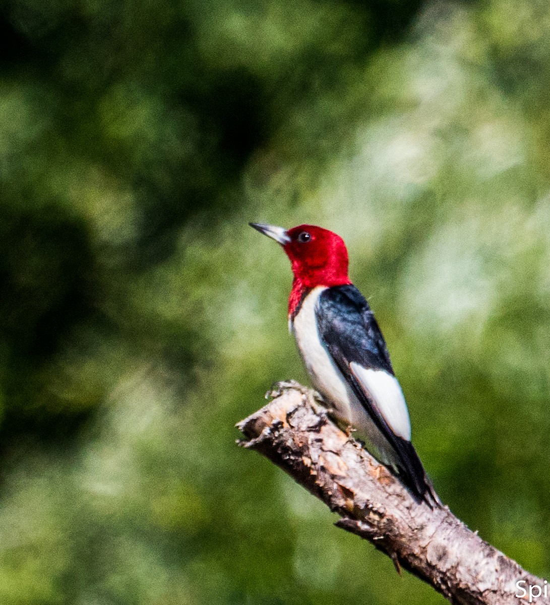 Red-headed Woodpecker - Fannie Mathieu