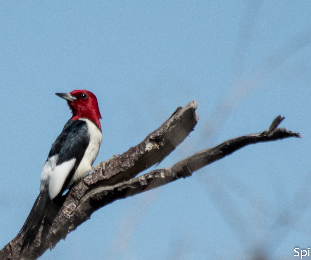 Red-headed Woodpecker - ML106980861