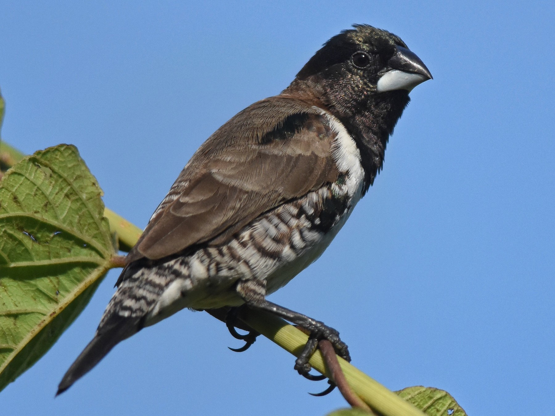 Bronze Mannikin - eBird