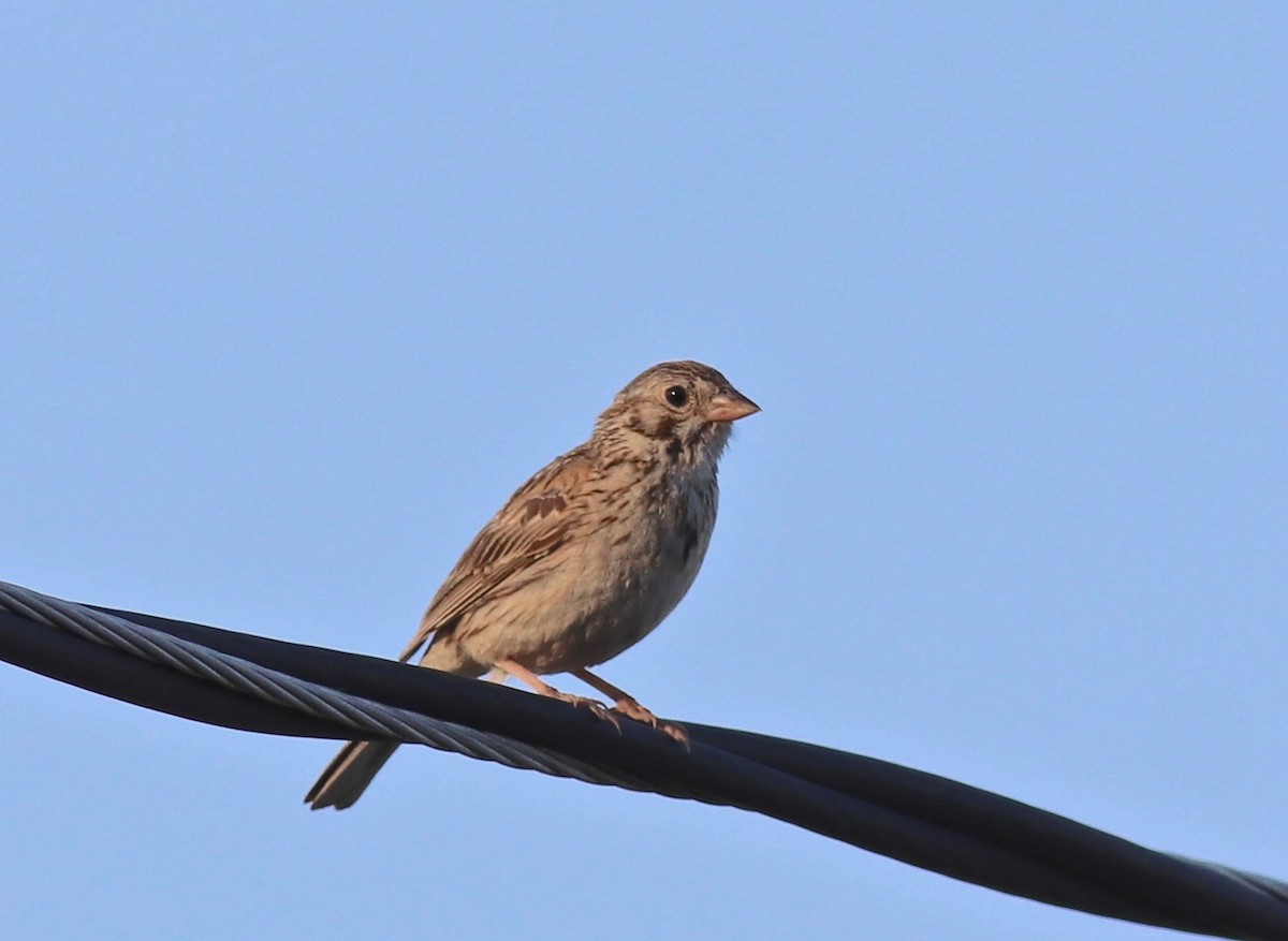 Vesper Sparrow - ML106984511