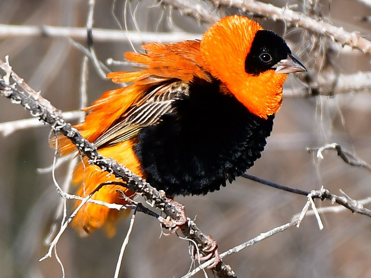 Northern Red Bishop - Lisa Negri