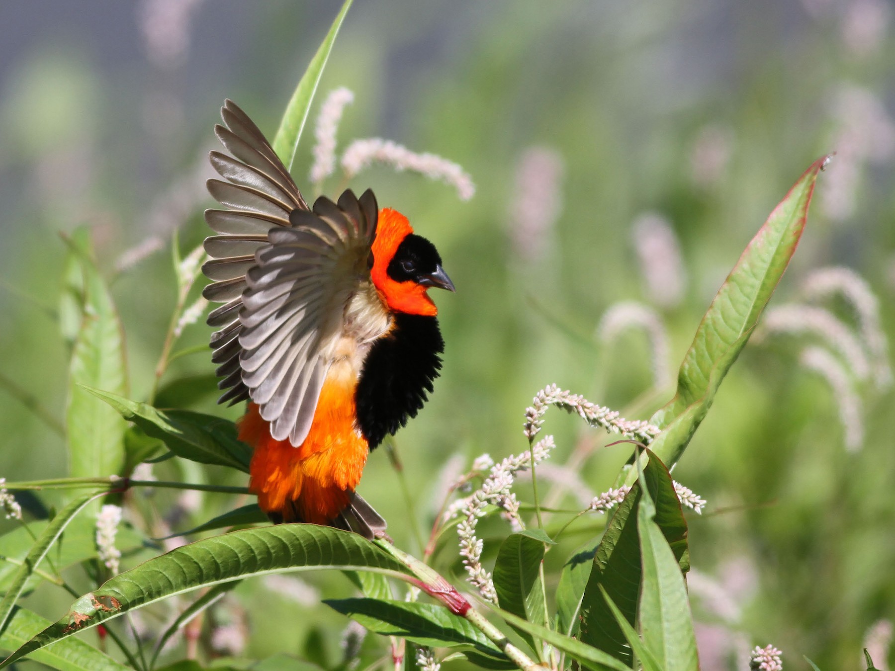 Northern Red Bishop - eBird