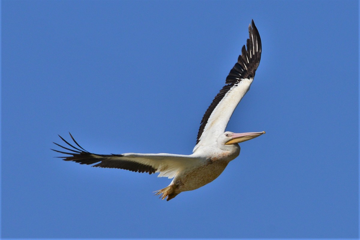 American White Pelican - Jack Verdin