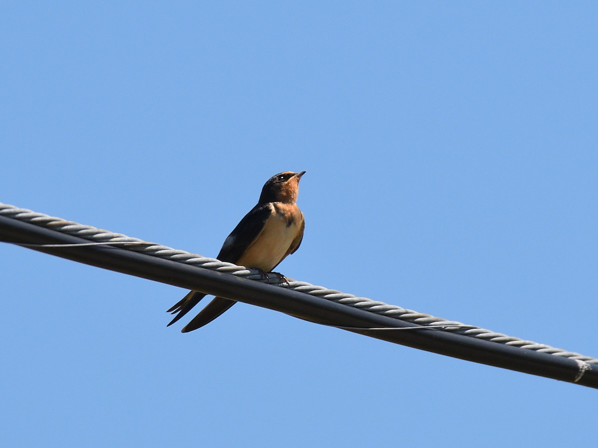 Barn Swallow - Hugh Whelan