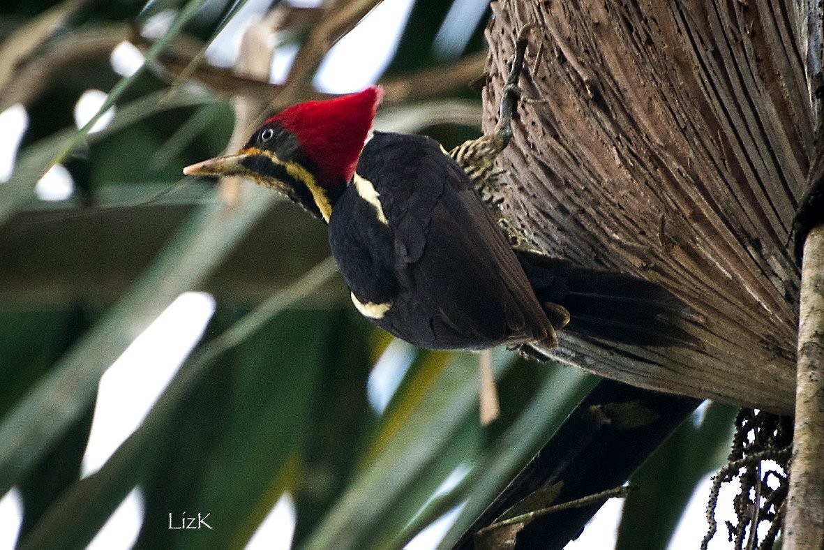 Lineated Woodpecker - Karina Ortega