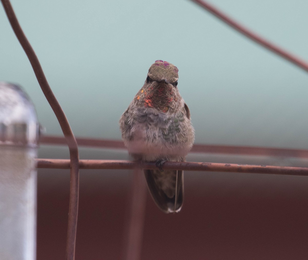 Anna's Hummingbird - Marty Herde