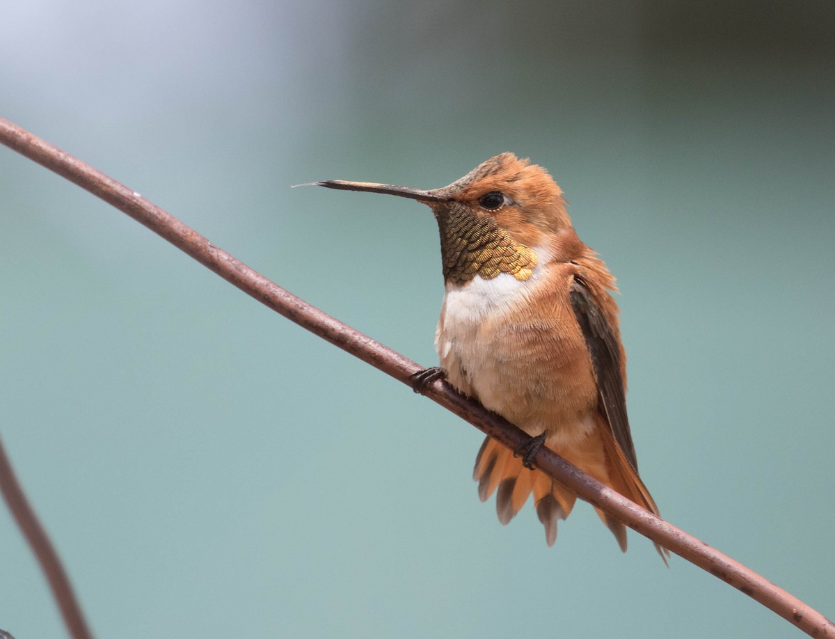 Rufous Hummingbird - Marty Herde