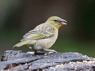 นกเพศเมียหรือเพศผู้ชุดขนนอกฤดูผสมพันธุ์ - Charley Hesse TROPICAL BIRDING - ML106987151