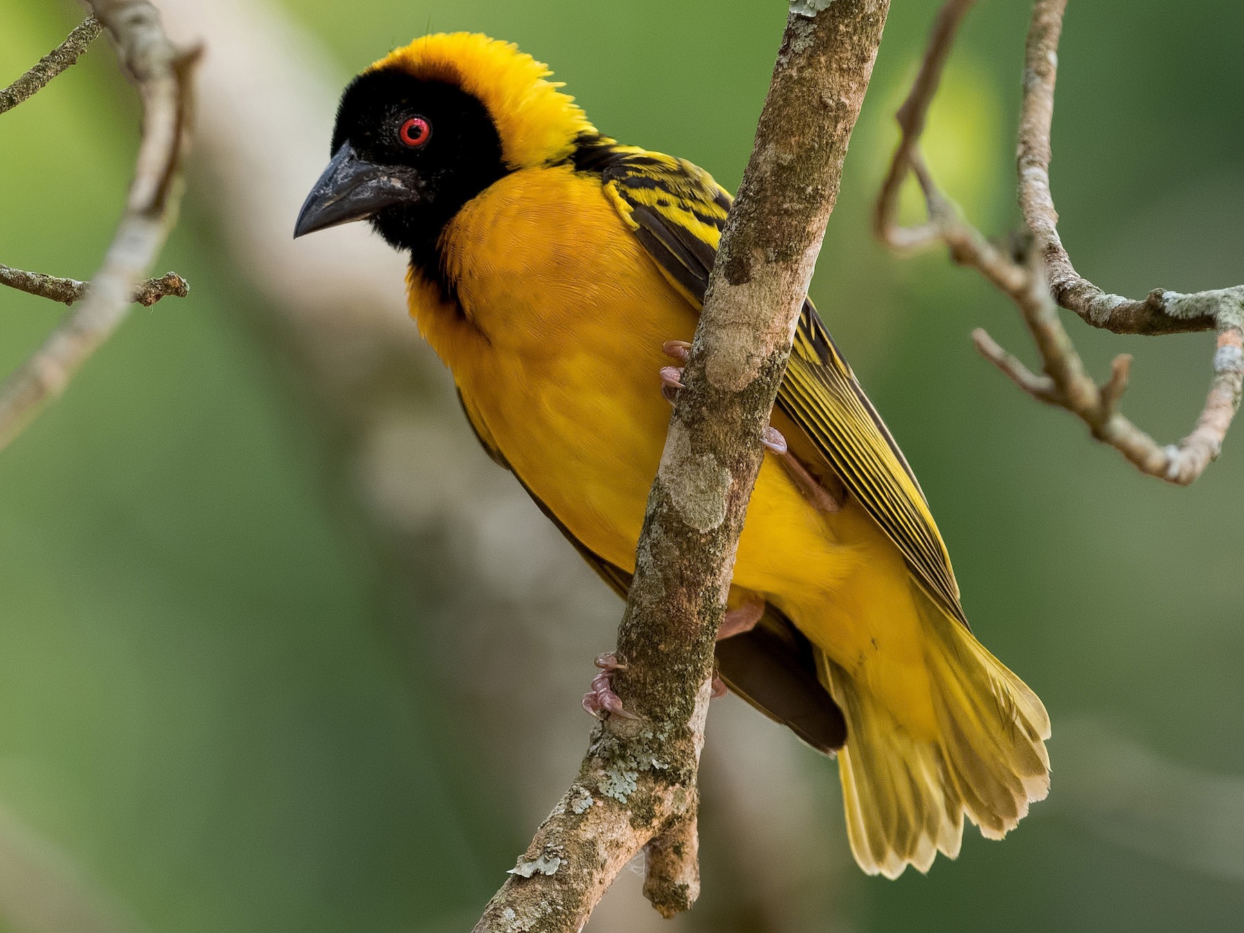 village-weaver-ebird