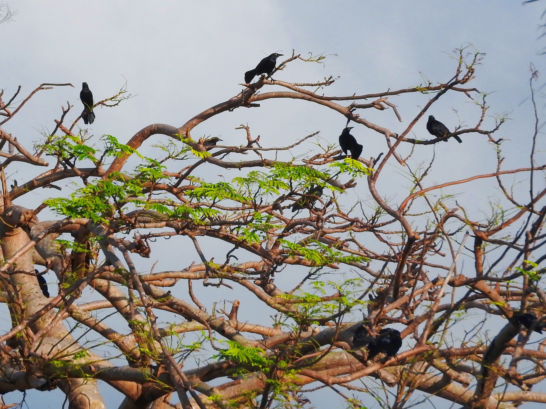 Greater Antillean Grackle - Eric Haskell