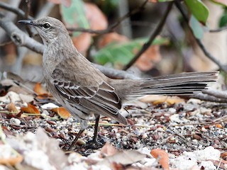  - Bahama Mockingbird