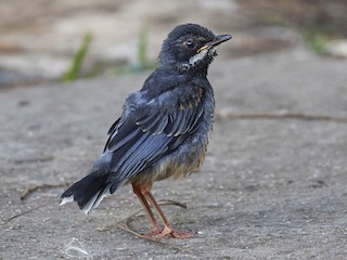 Молодая птица (rubripes/coryi) - Arturo Kirkconnell Jr - ML106990601