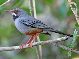 Western Red-legged Thrush - eBird