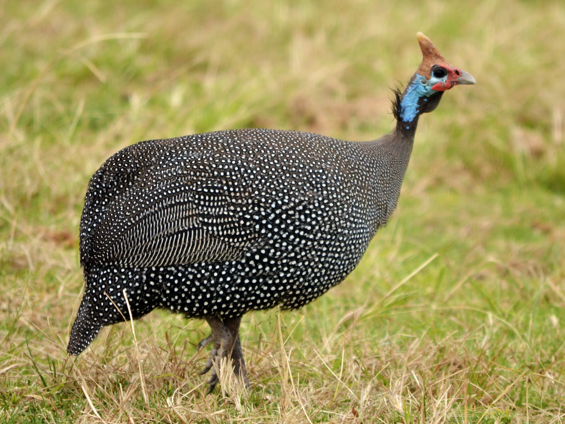 Helmeted Guineafowl - Luiz Moschini