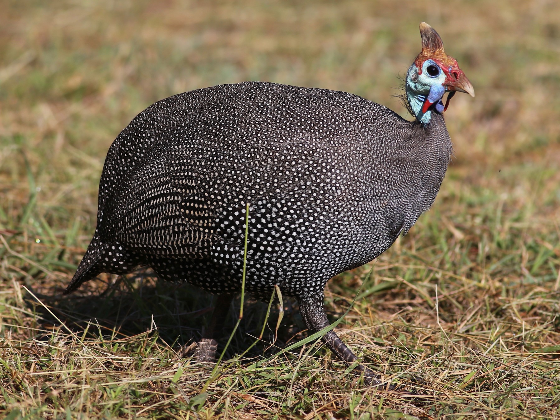 Guinea Fowl, White with red spots