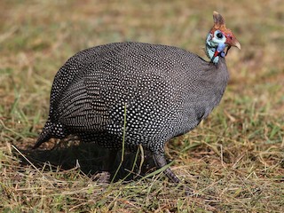  - Helmeted Guineafowl (Tufted)