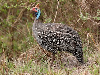 Helmeted Guineafowl - eBird