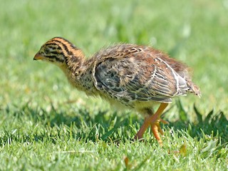 Helmeted Guineafowl - eBird