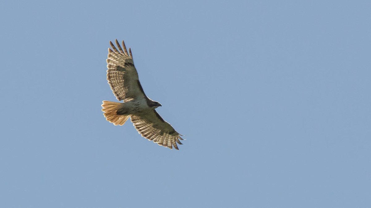 Red-tailed Hawk - Jim Linker